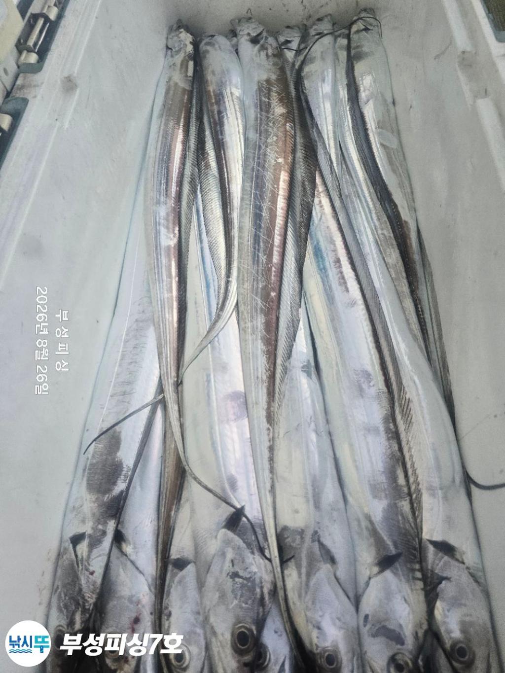 낚시뚜,갈치,통영영운리항,부성피싱7호,낚시뚜20
