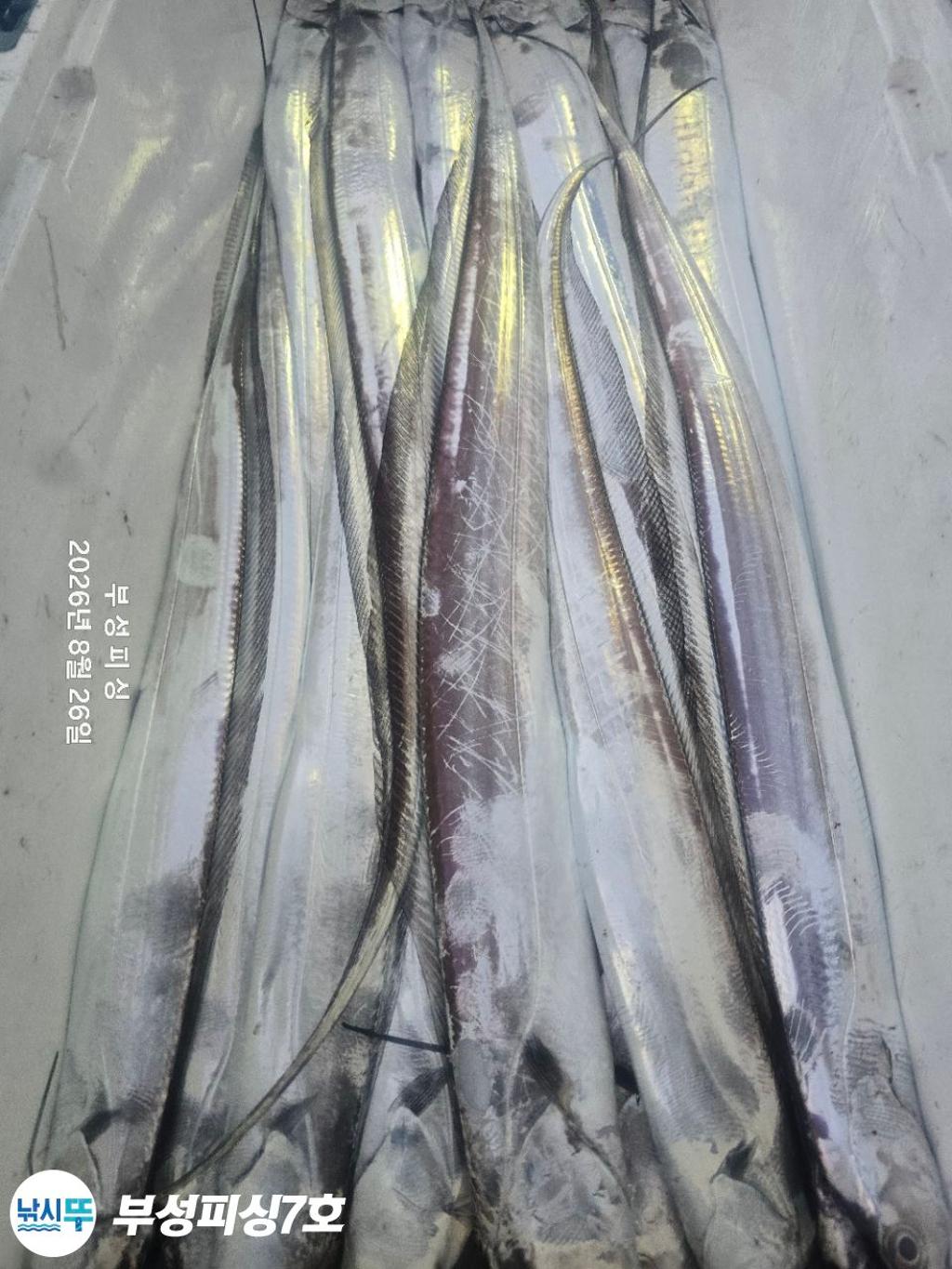 낚시뚜,갈치,통영영운리항,부성피싱7호,낚시뚜18