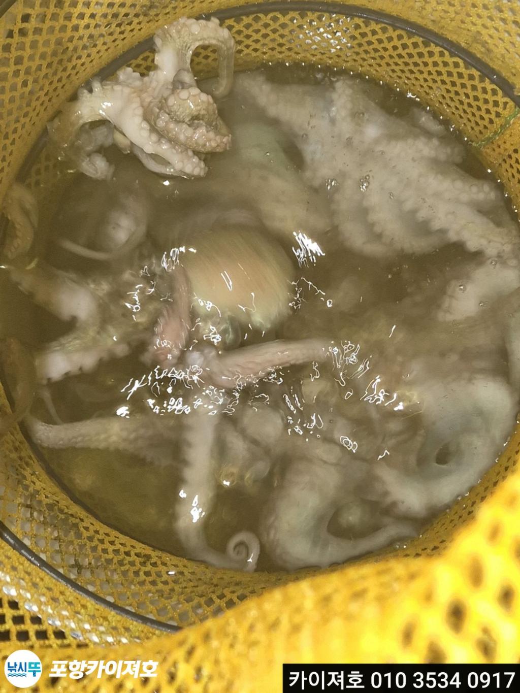 낚시뚜,기타 (직접입력),영일만항,포항카이져호,낚시뚜28