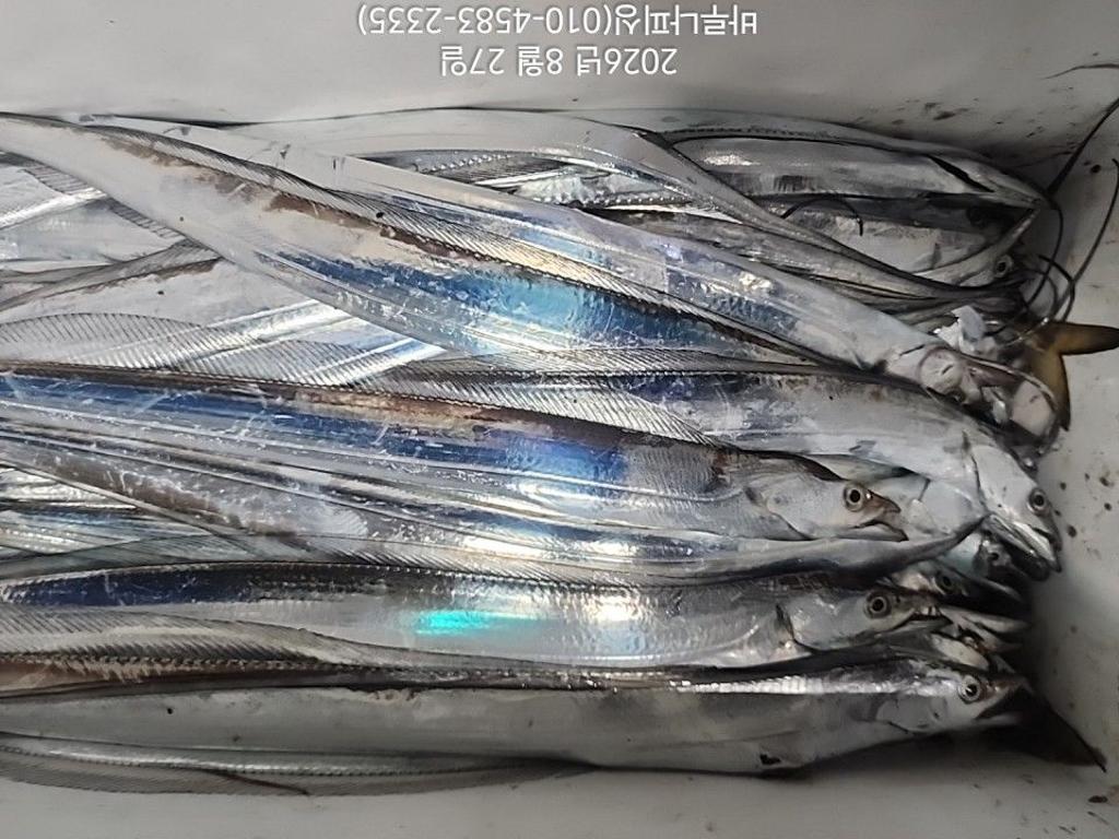 낚시뚜,갈치,속천항(진해),바루나피싱,낚시뚜7