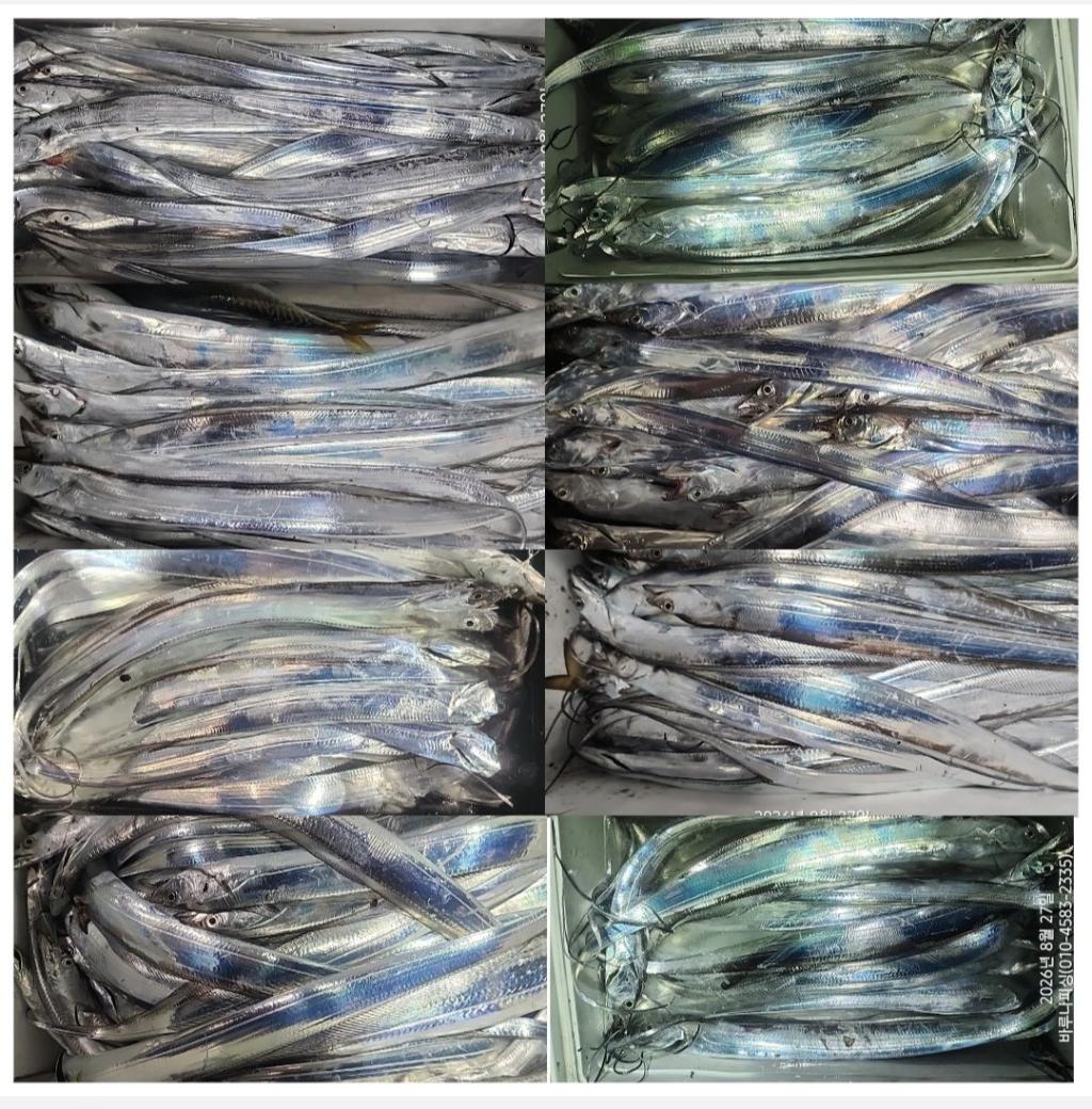 낚시뚜,갈치,속천항(진해),바루나피싱,낚시뚜3
