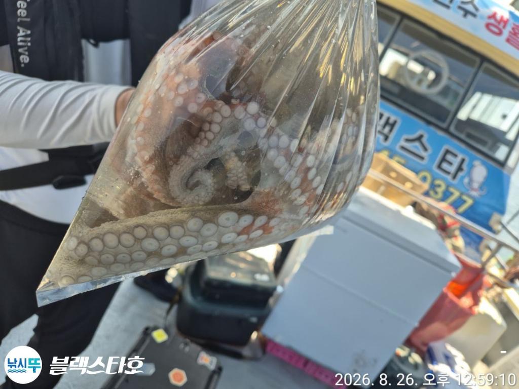 낚시뚜,돌문어,삼천포 팔포항,삼천포 블랙스타,낚시뚜10