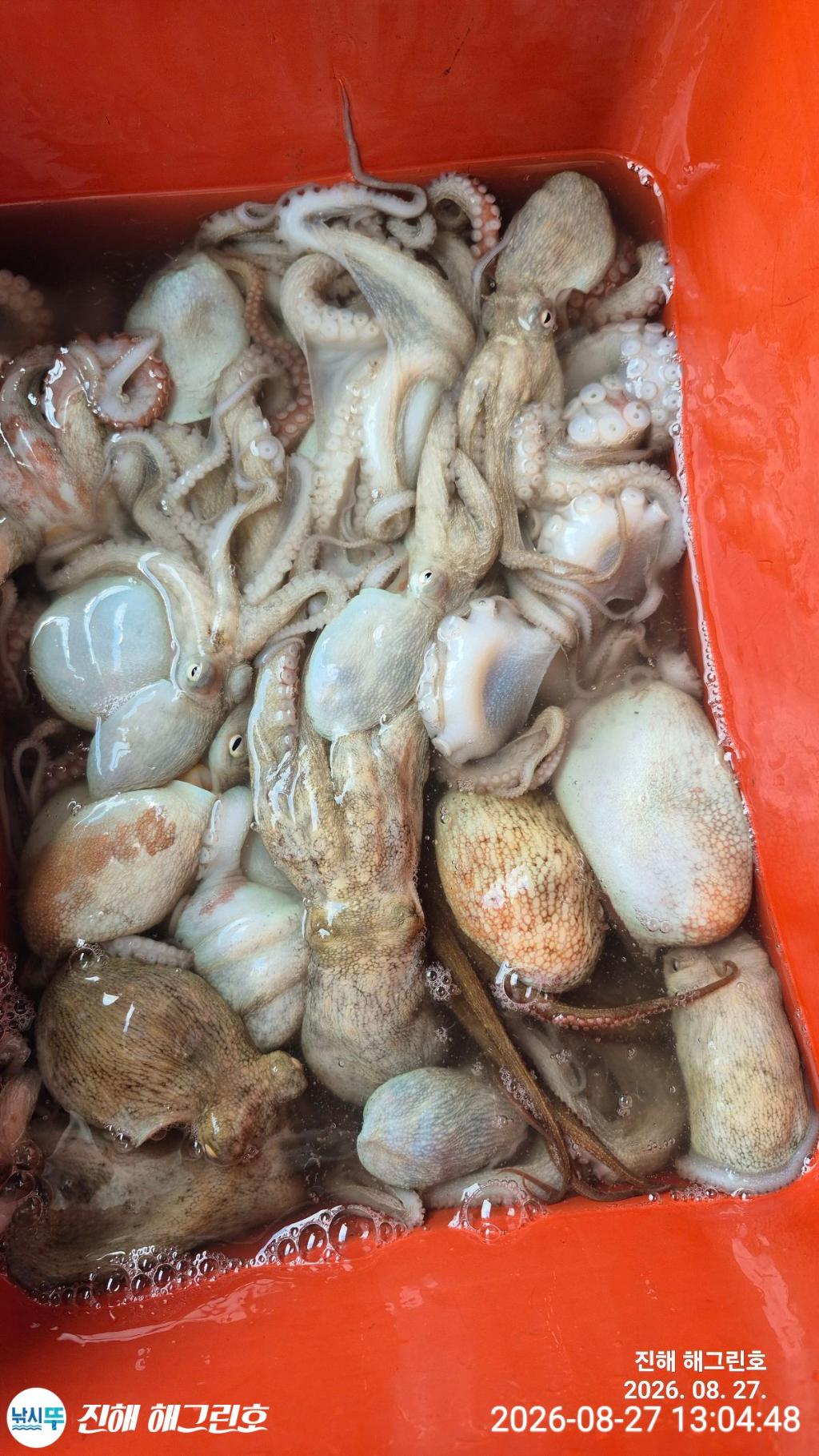낚시뚜,돌문어,삼포항,진해 해그린호,낚시뚜3