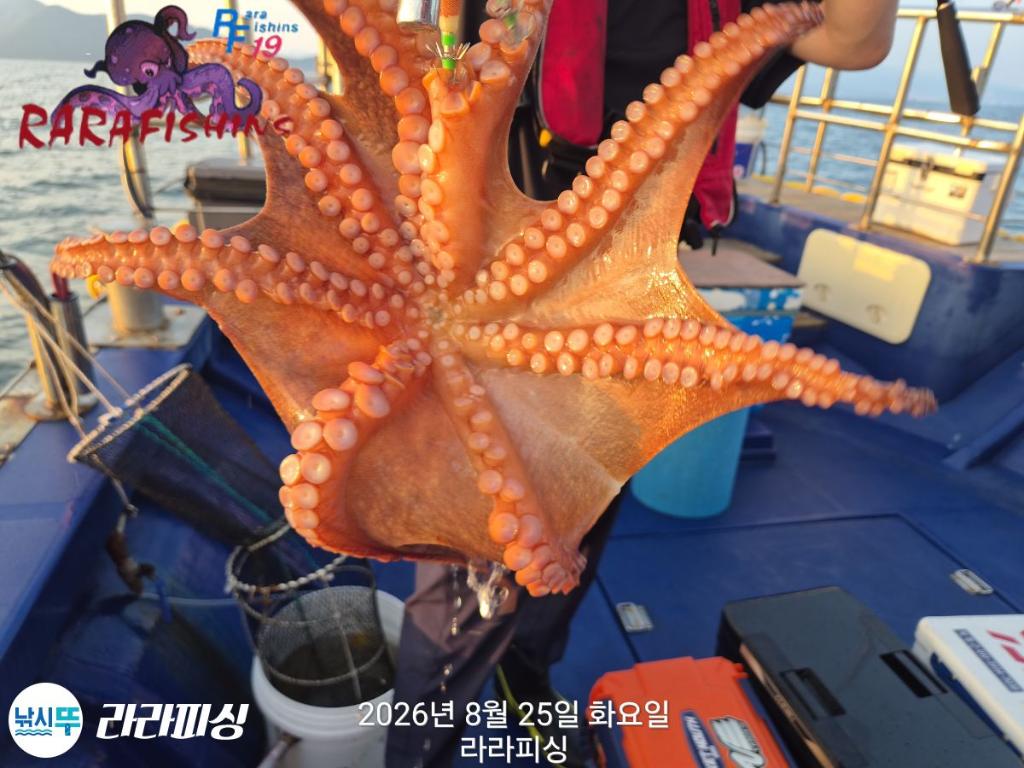 낚시뚜,돌문어,속천항(진해),라라피싱,낚시뚜4