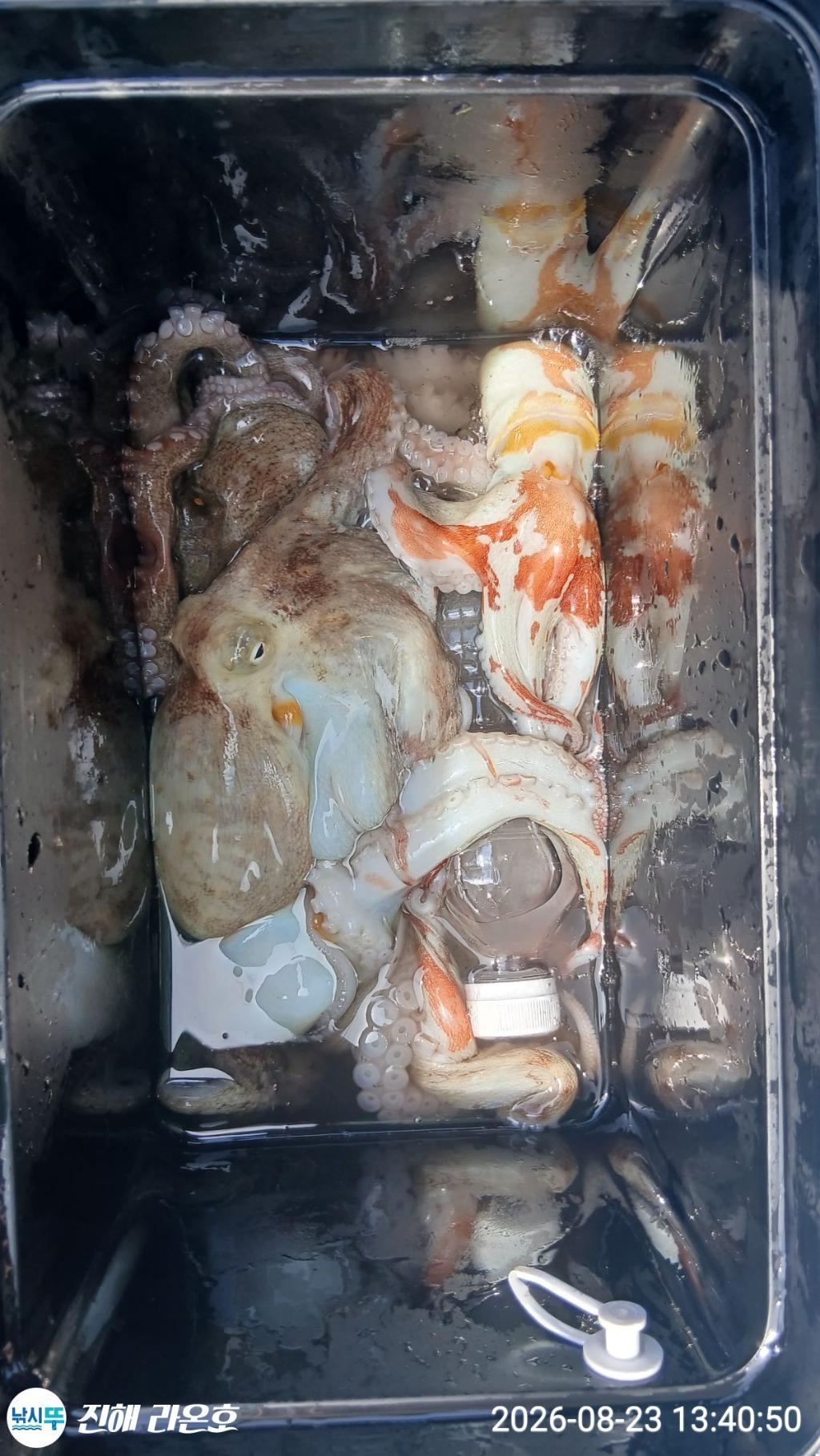 낚시뚜,돌문어,삼포항,진해 라온호,낚시뚜2