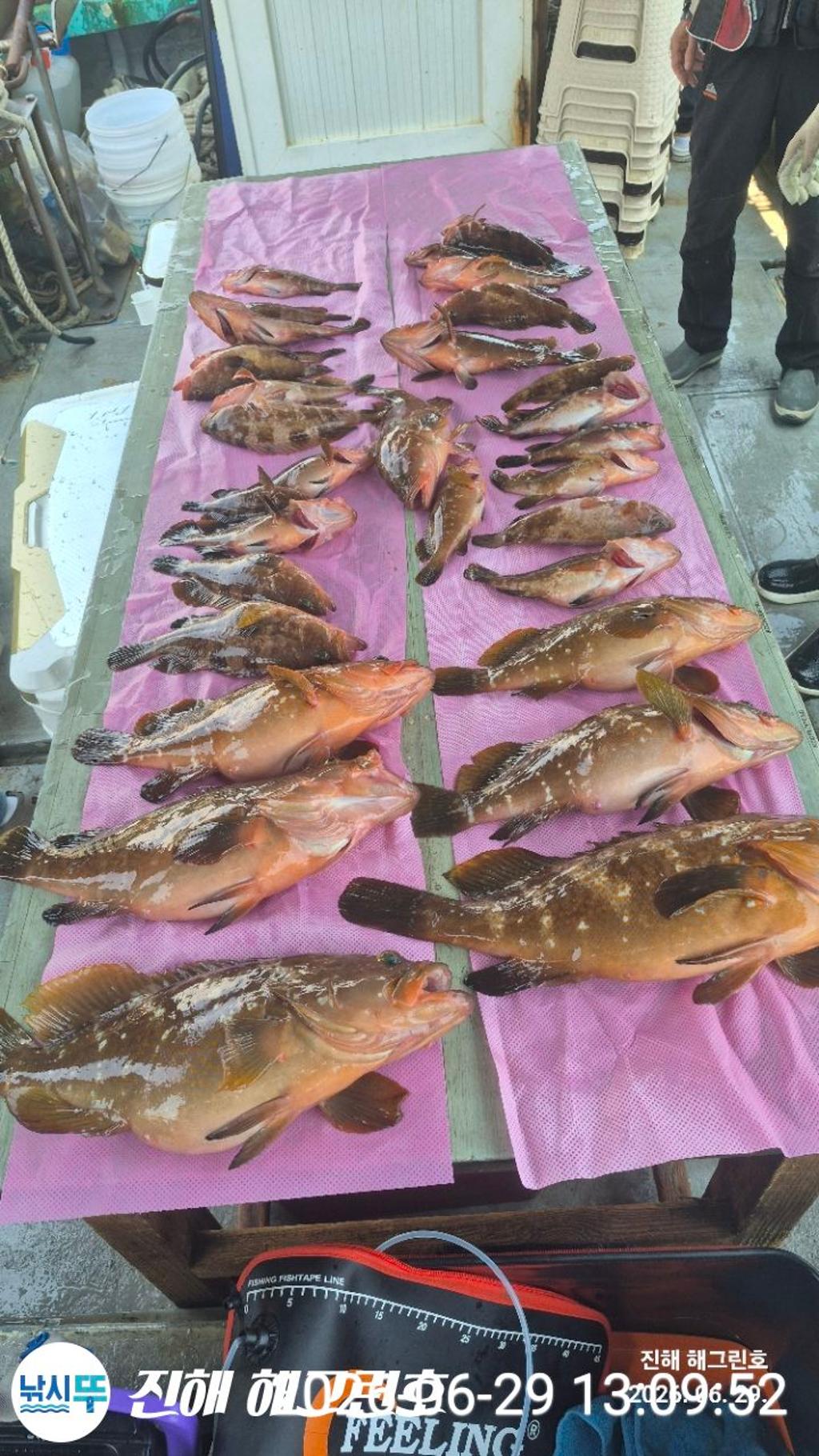 낚시뚜,농어,능성어,삼포항,진해 해그린호,낚시뚜8