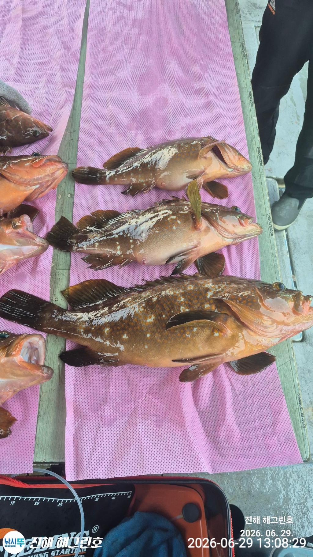 낚시뚜,농어,능성어,삼포항,진해 해그린호,낚시뚜7