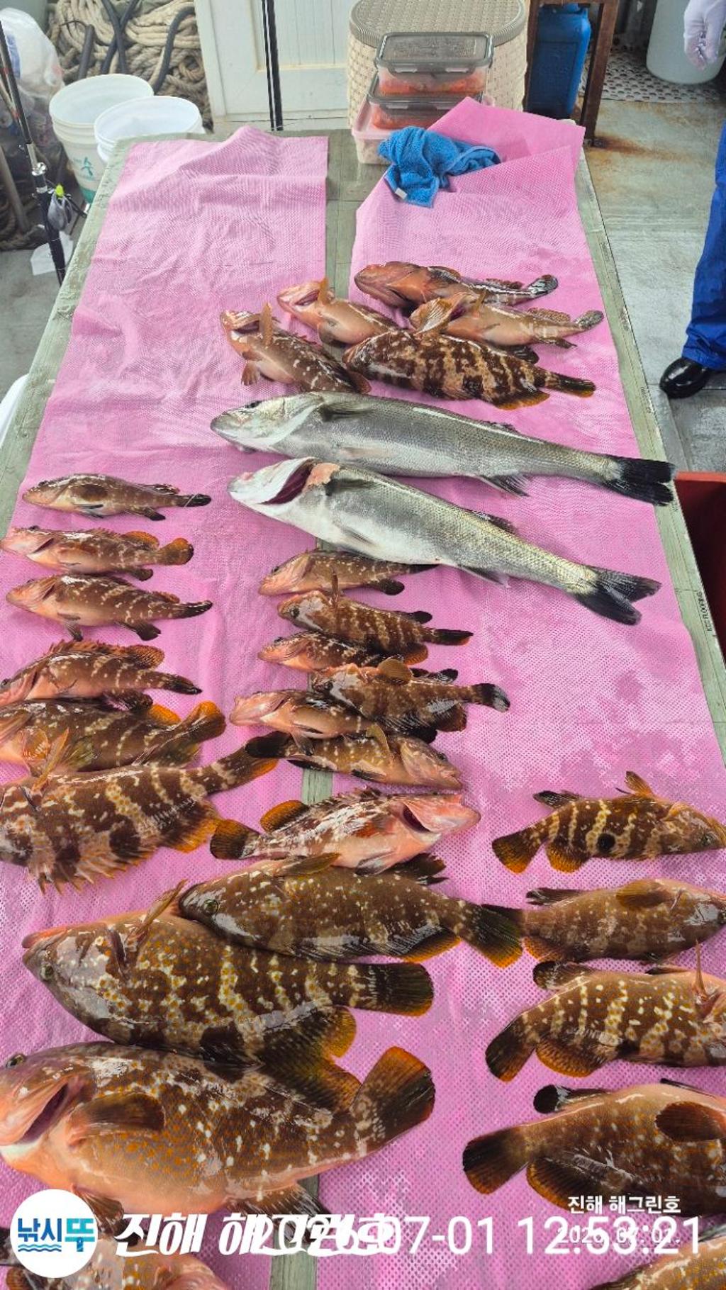 낚시뚜,농어,능성어,삼포항,진해 해그린호,낚시뚜3