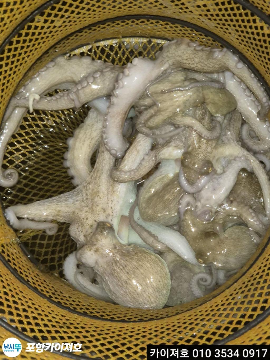 낚시뚜,기타 (직접입력),영일만항,포항카이져호,낚시뚜19
