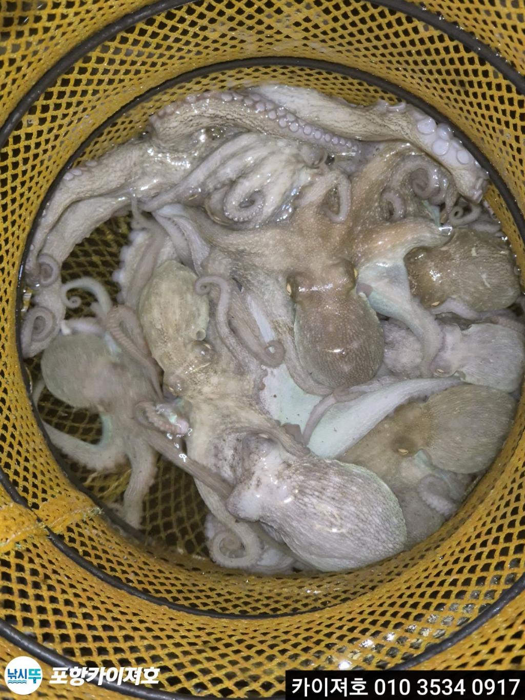 낚시뚜,기타 (직접입력),영일만항,포항카이져호,낚시뚜16