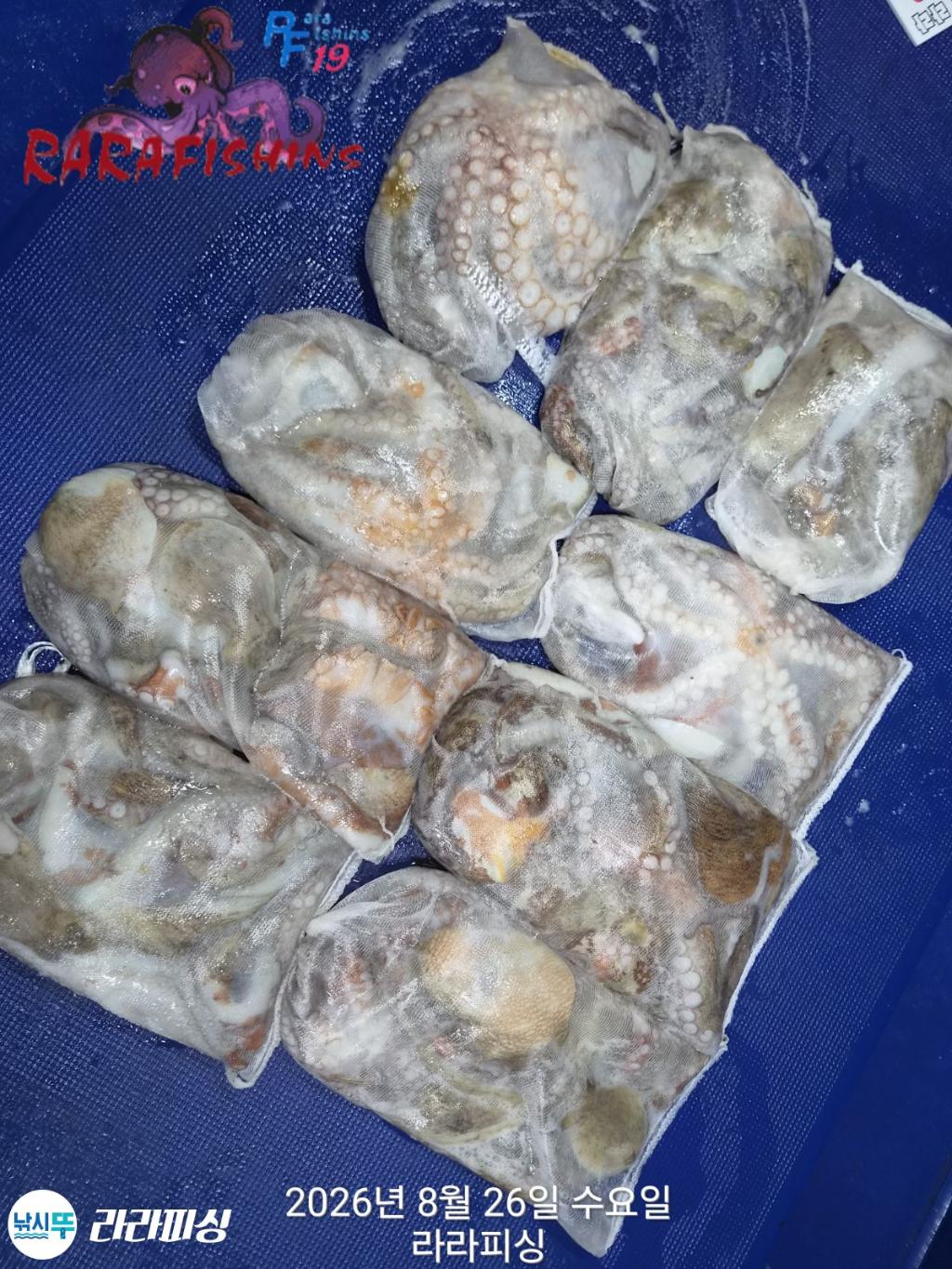 낚시뚜,돌문어,속천항(진해),라라피싱,낚시뚜19