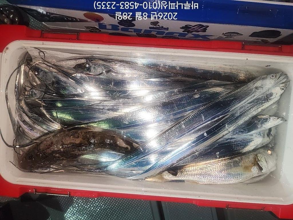 낚시뚜,갈치,속천항(진해),바루나피싱,낚시뚜9