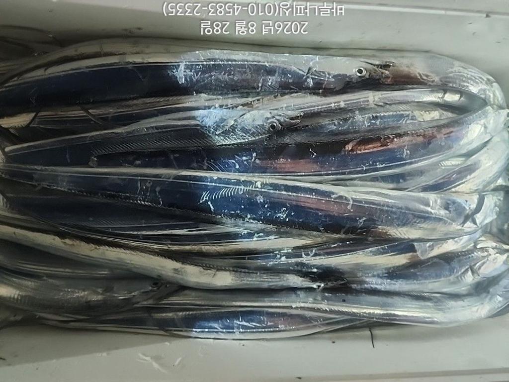 낚시뚜,갈치,속천항(진해),바루나피싱,낚시뚜4