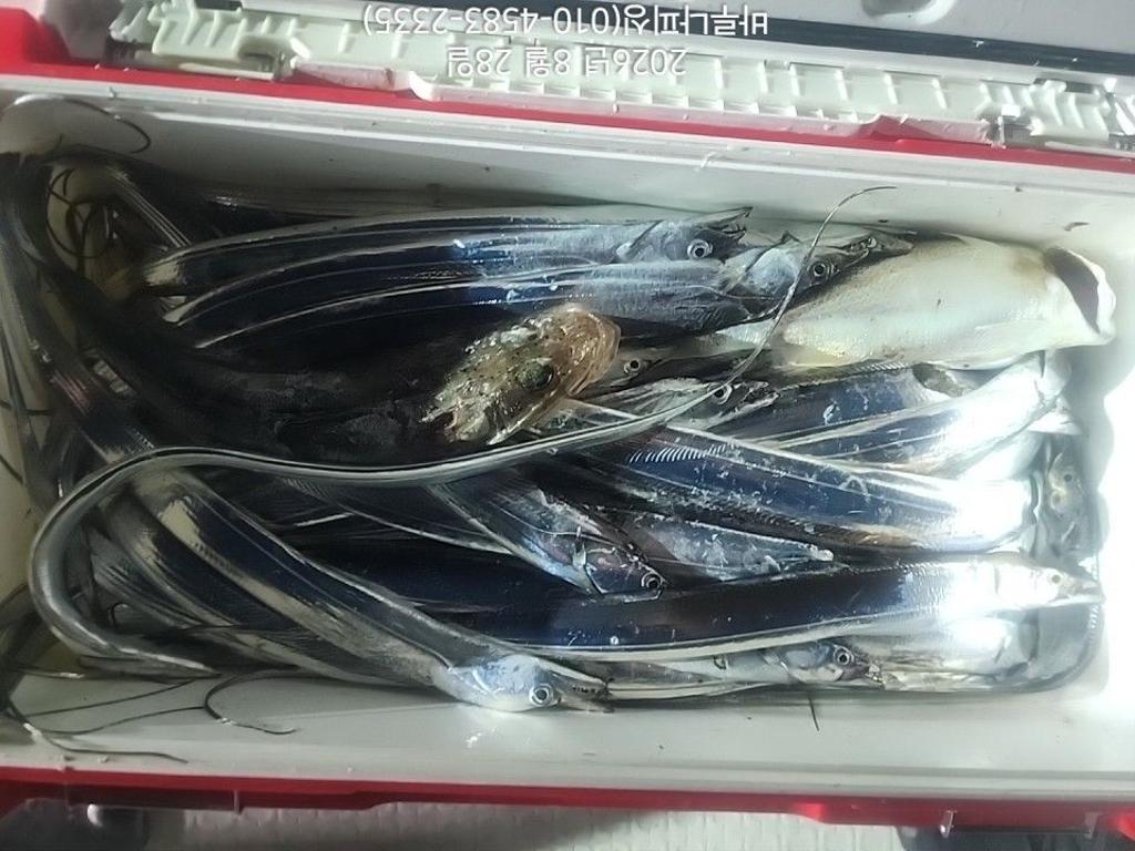 낚시뚜,갈치,속천항(진해),바루나피싱,낚시뚜3