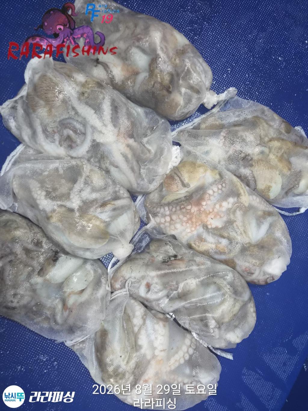 낚시뚜,돌문어,속천항(진해),라라피싱,낚시뚜19