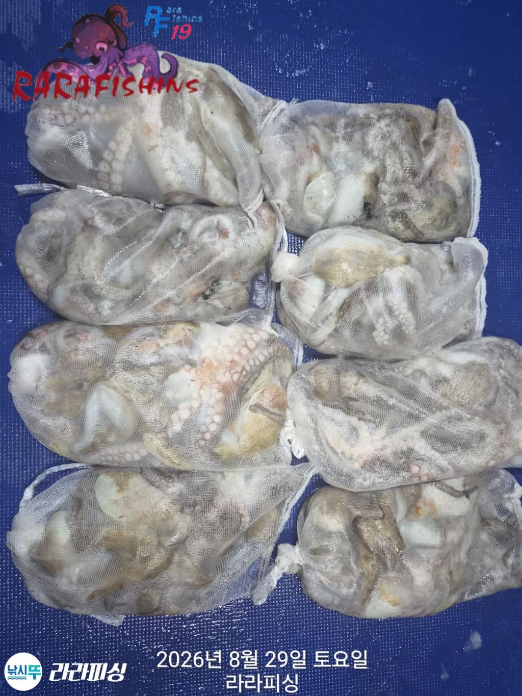 낚시뚜,돌문어,속천항(진해),라라피싱,낚시뚜15