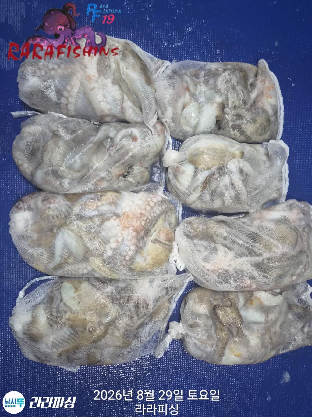 낚시뚜,돌문어,속천항(진해),라라피싱,낚시뚜14