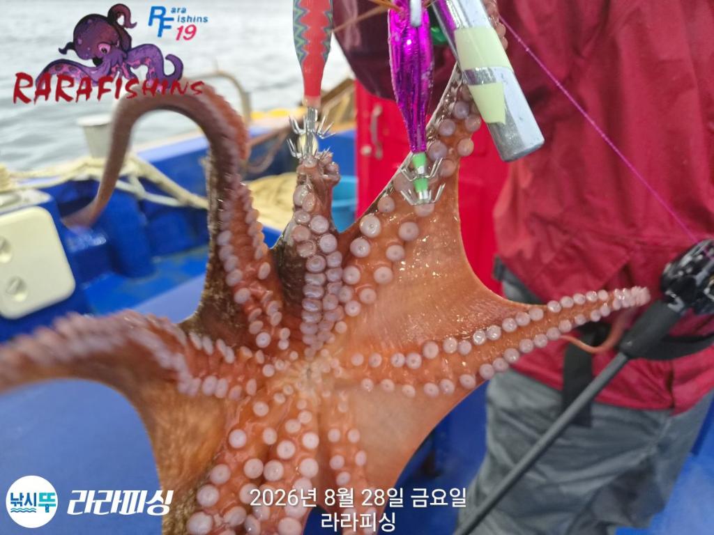 낚시뚜,돌문어,속천항(진해),라라피싱,낚시뚜10