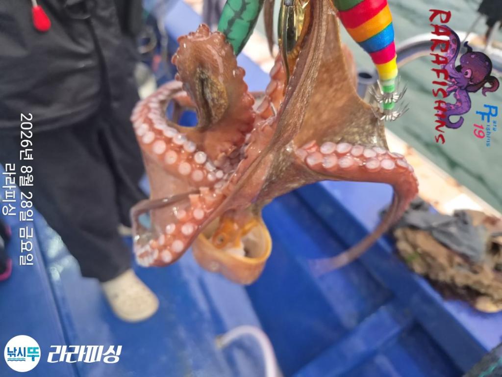 낚시뚜,돌문어,속천항(진해),라라피싱,낚시뚜7