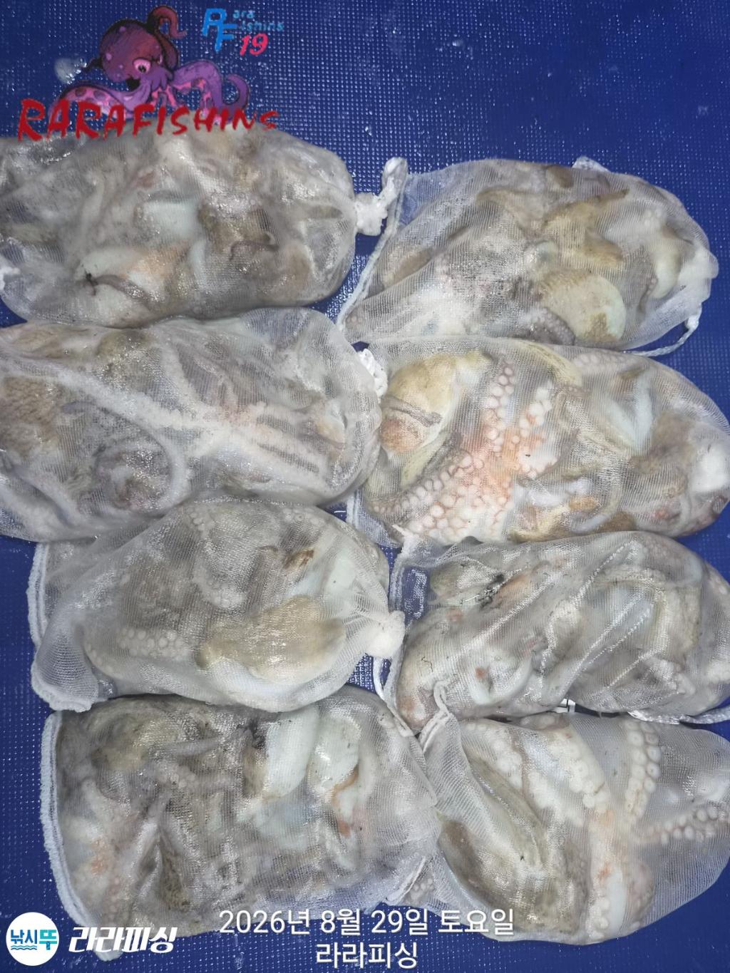 낚시뚜,돌문어,속천항(진해),라라피싱,낚시뚜1
