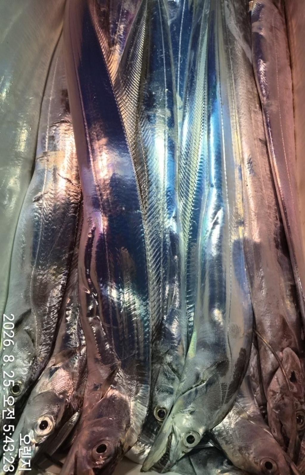 낚시뚜,갈치,삼포항,삼포대교낚시,낚시뚜11