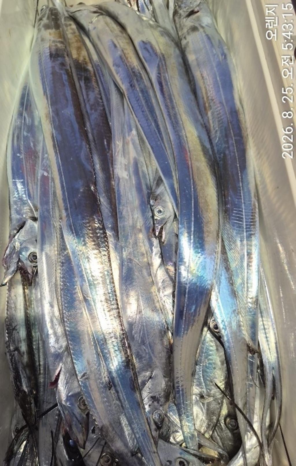 낚시뚜,갈치,삼포항,삼포대교낚시,낚시뚜12