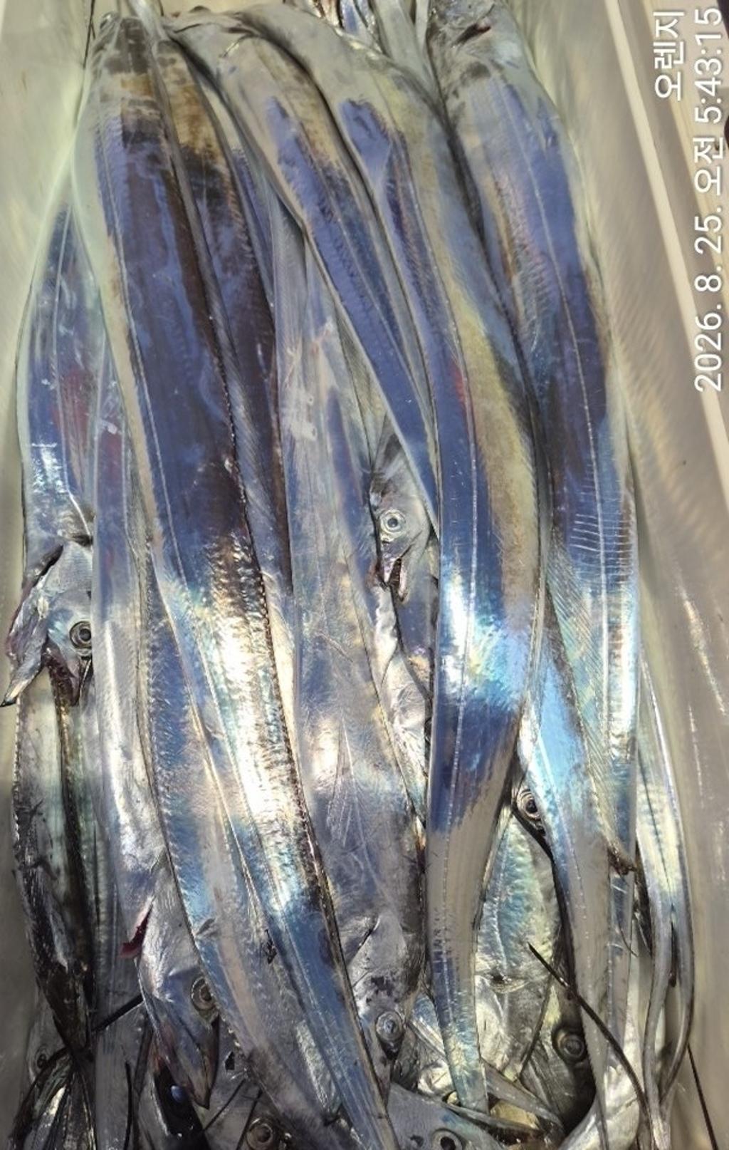 낚시뚜,갈치,삼포항,삼포대교낚시,낚시뚜16