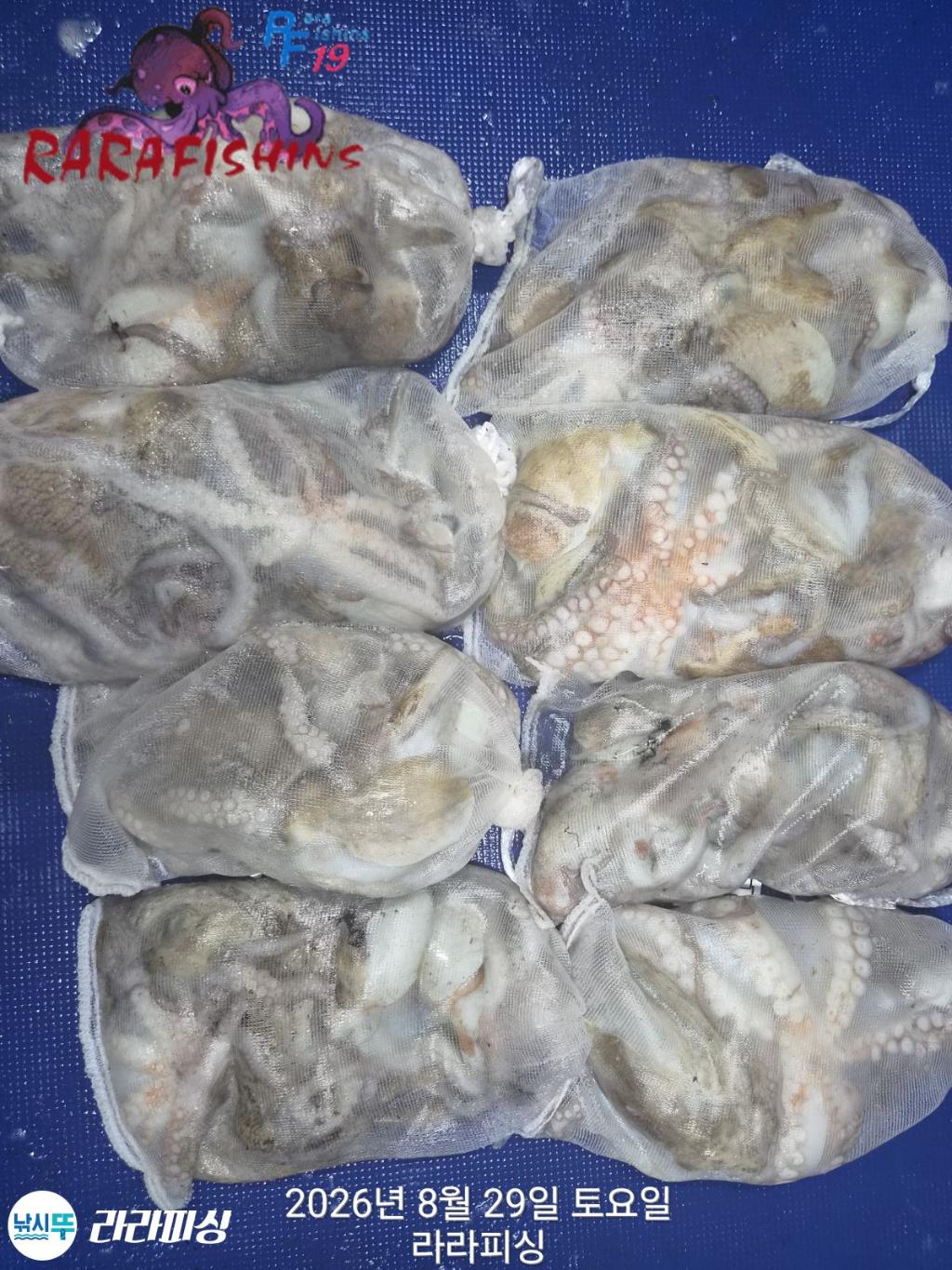 낚시뚜,돌문어,속천항(진해),라라피싱,낚시뚜0