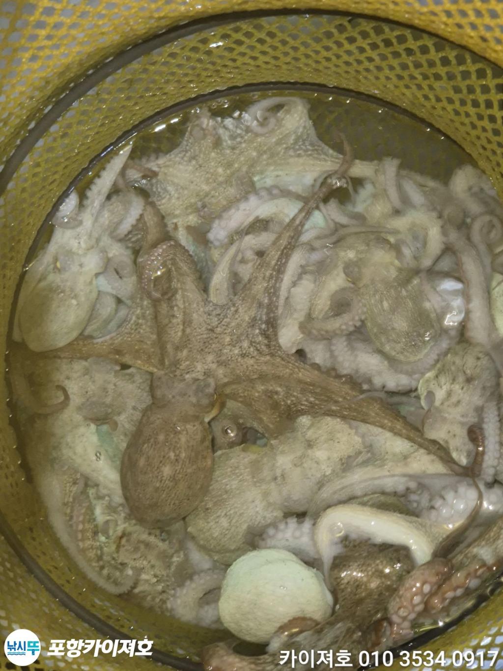 낚시뚜,기타 (직접입력),영일만항,포항카이져호,낚시뚜28