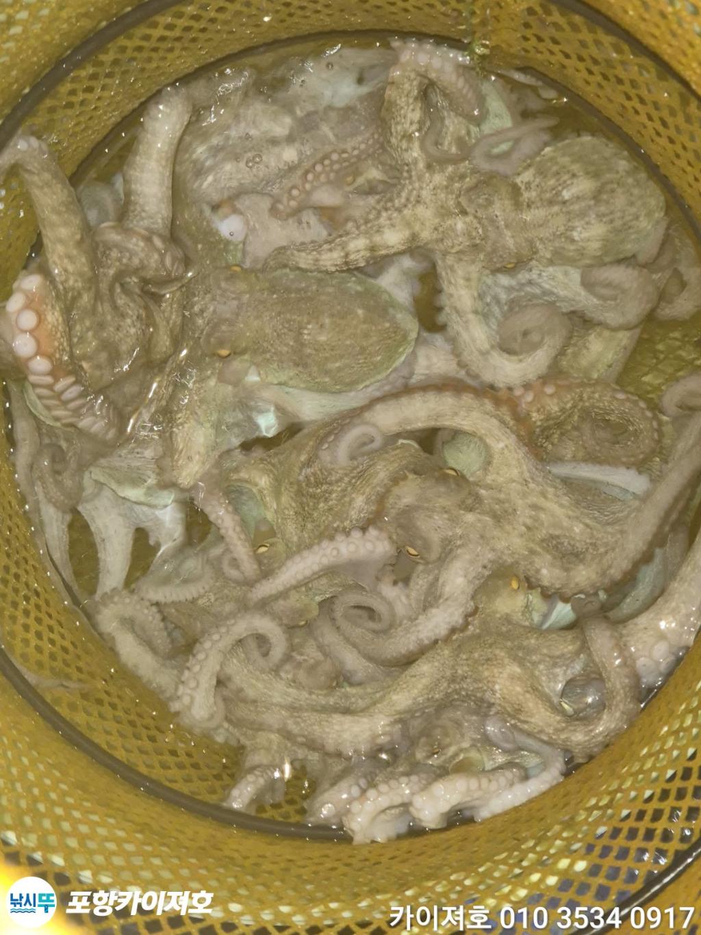 낚시뚜,기타 (직접입력),영일만항,포항카이져호,낚시뚜27