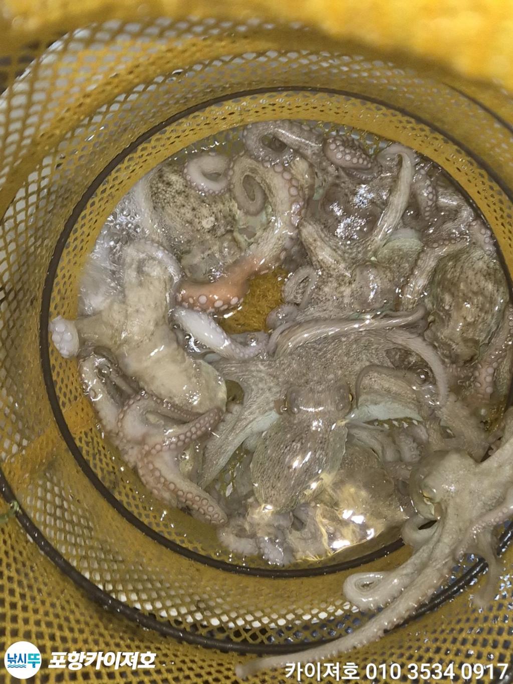 낚시뚜,기타 (직접입력),영일만항,포항카이져호,낚시뚜24