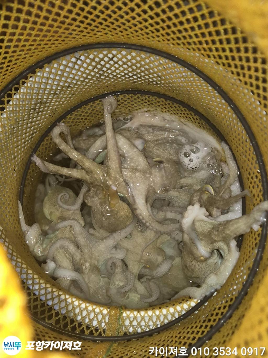 낚시뚜,기타 (직접입력),영일만항,포항카이져호,낚시뚜23