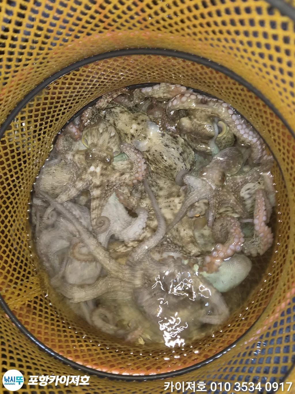 낚시뚜,기타 (직접입력),영일만항,포항카이져호,낚시뚜22