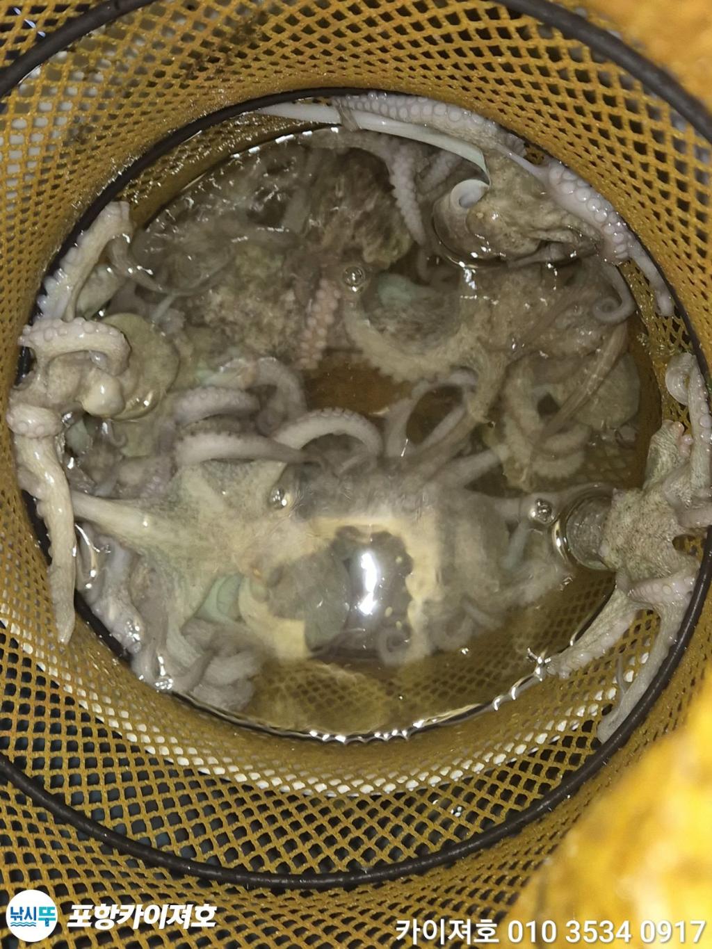낚시뚜,기타 (직접입력),영일만항,포항카이져호,낚시뚜20