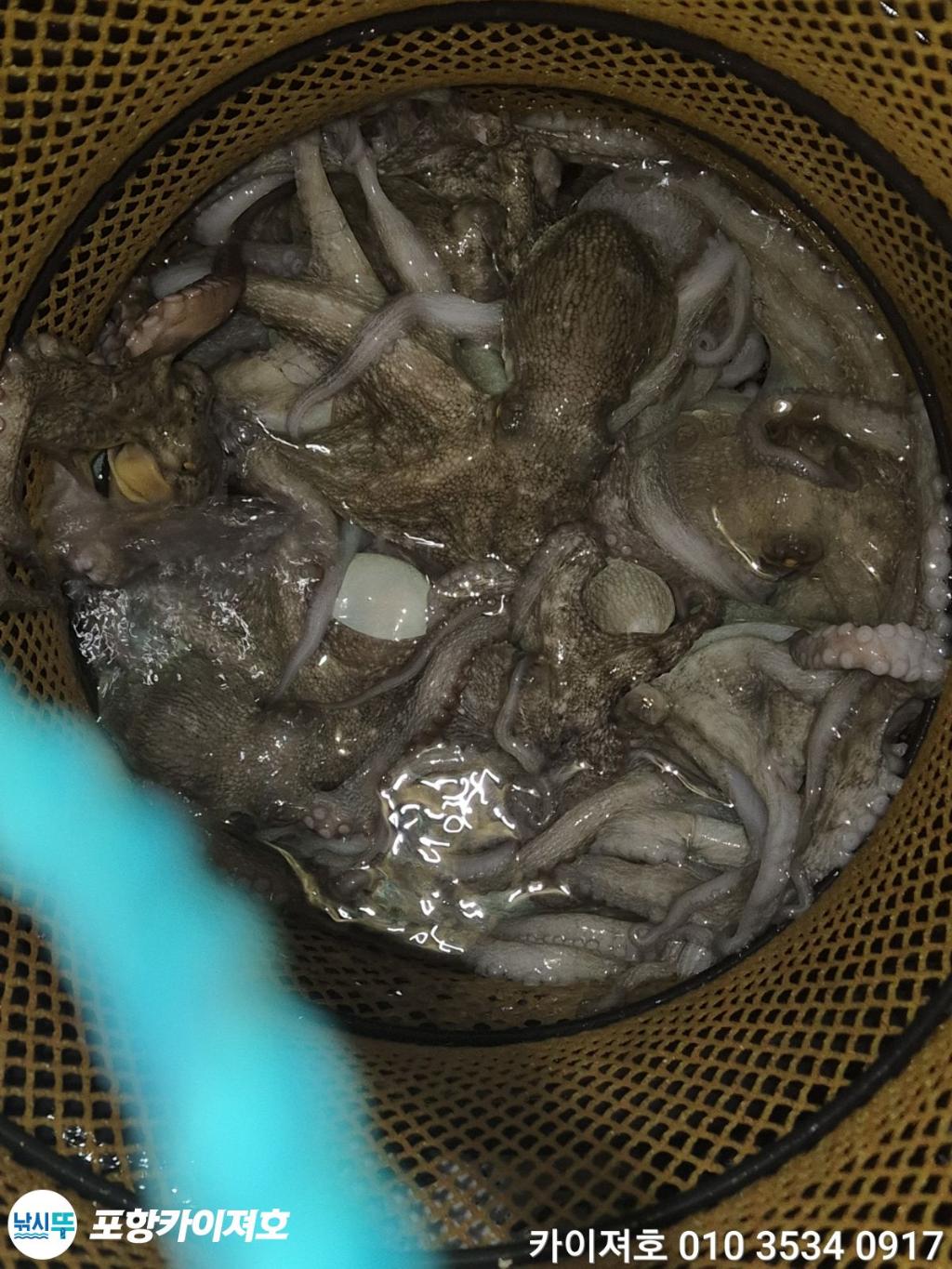 낚시뚜,기타 (직접입력),영일만항,포항카이져호,낚시뚜8