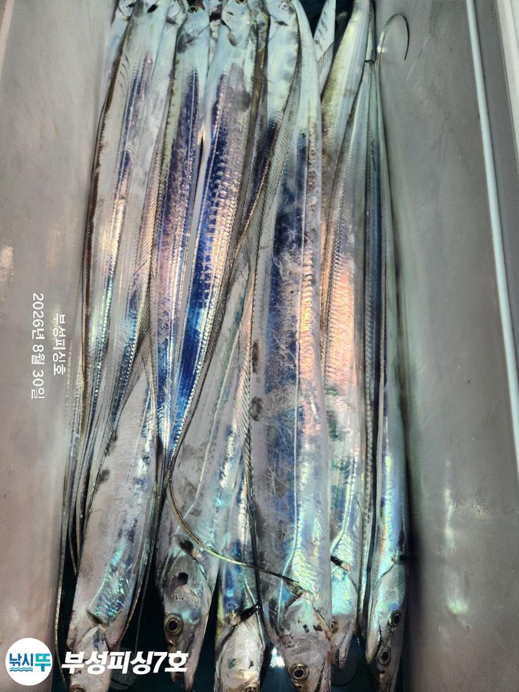 낚시뚜,갈치,통영영운리항,부성피싱7호,낚시뚜13