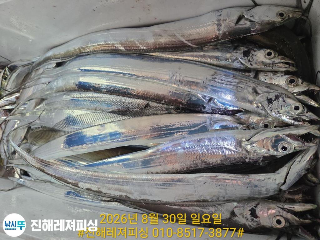 낚시뚜,갈치,진해1부두항,진해레져피싱,낚시뚜23
