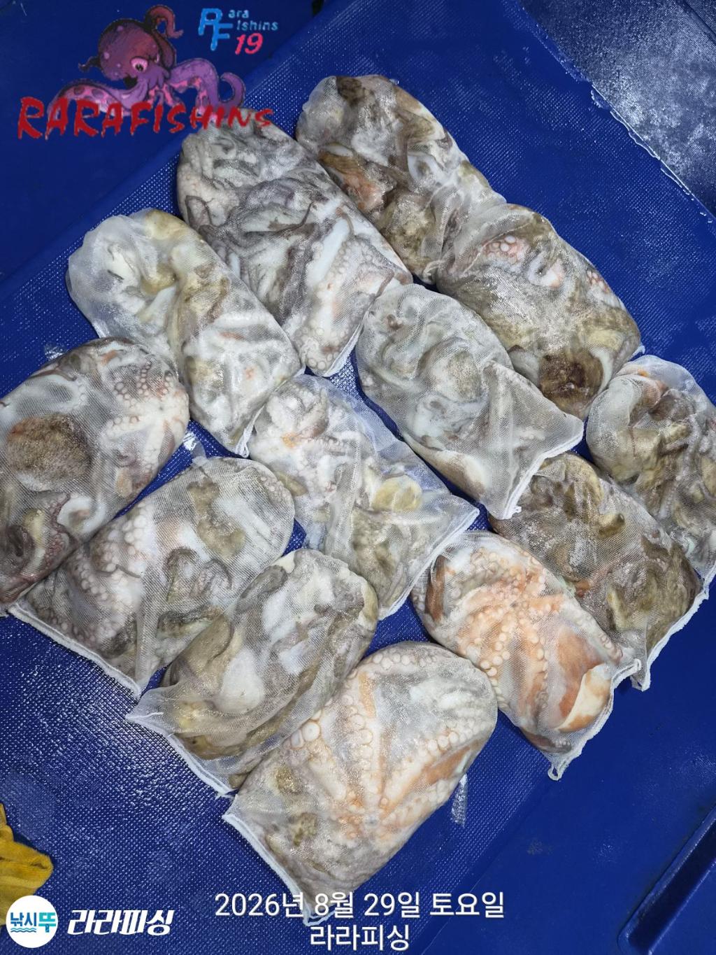 낚시뚜,돌문어,속천항(진해),라라피싱,낚시뚜17
