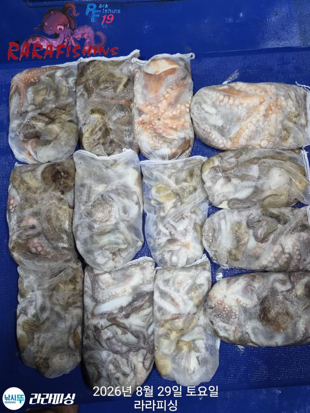 낚시뚜,돌문어,속천항(진해),라라피싱,낚시뚜14