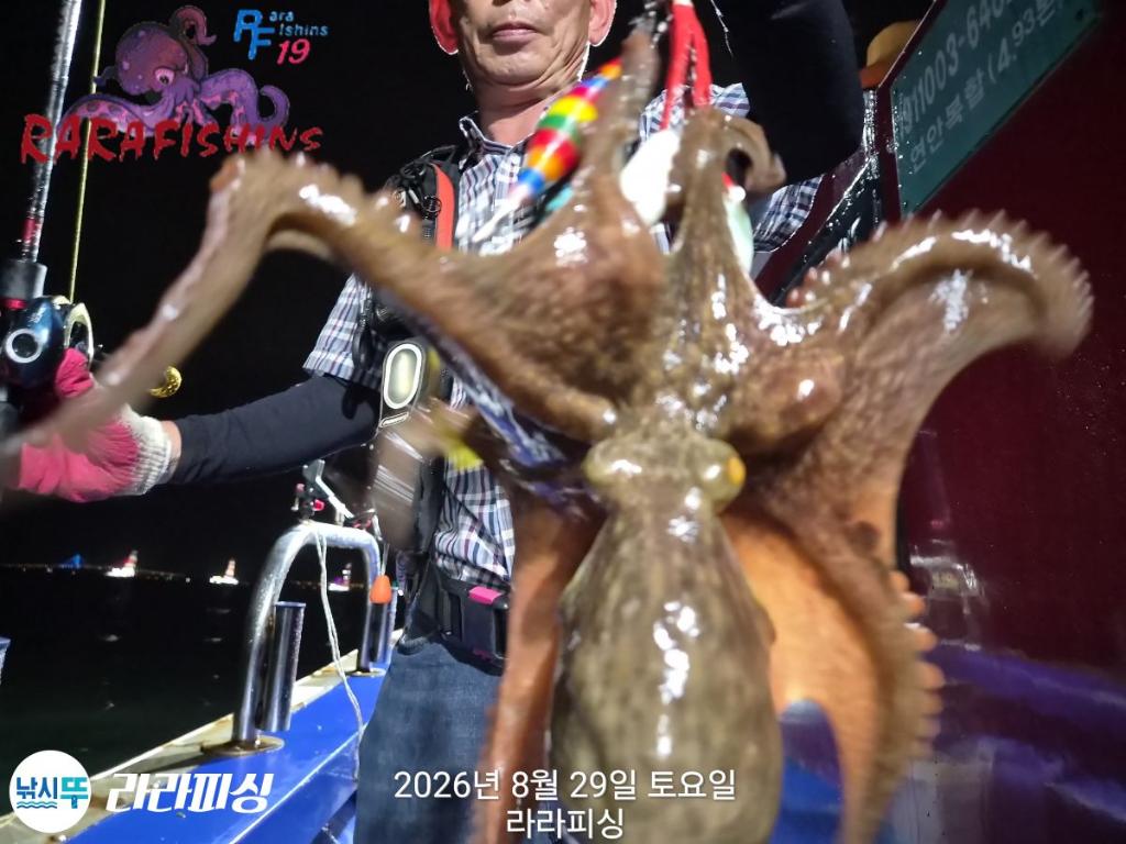 낚시뚜,돌문어,속천항(진해),라라피싱,낚시뚜5