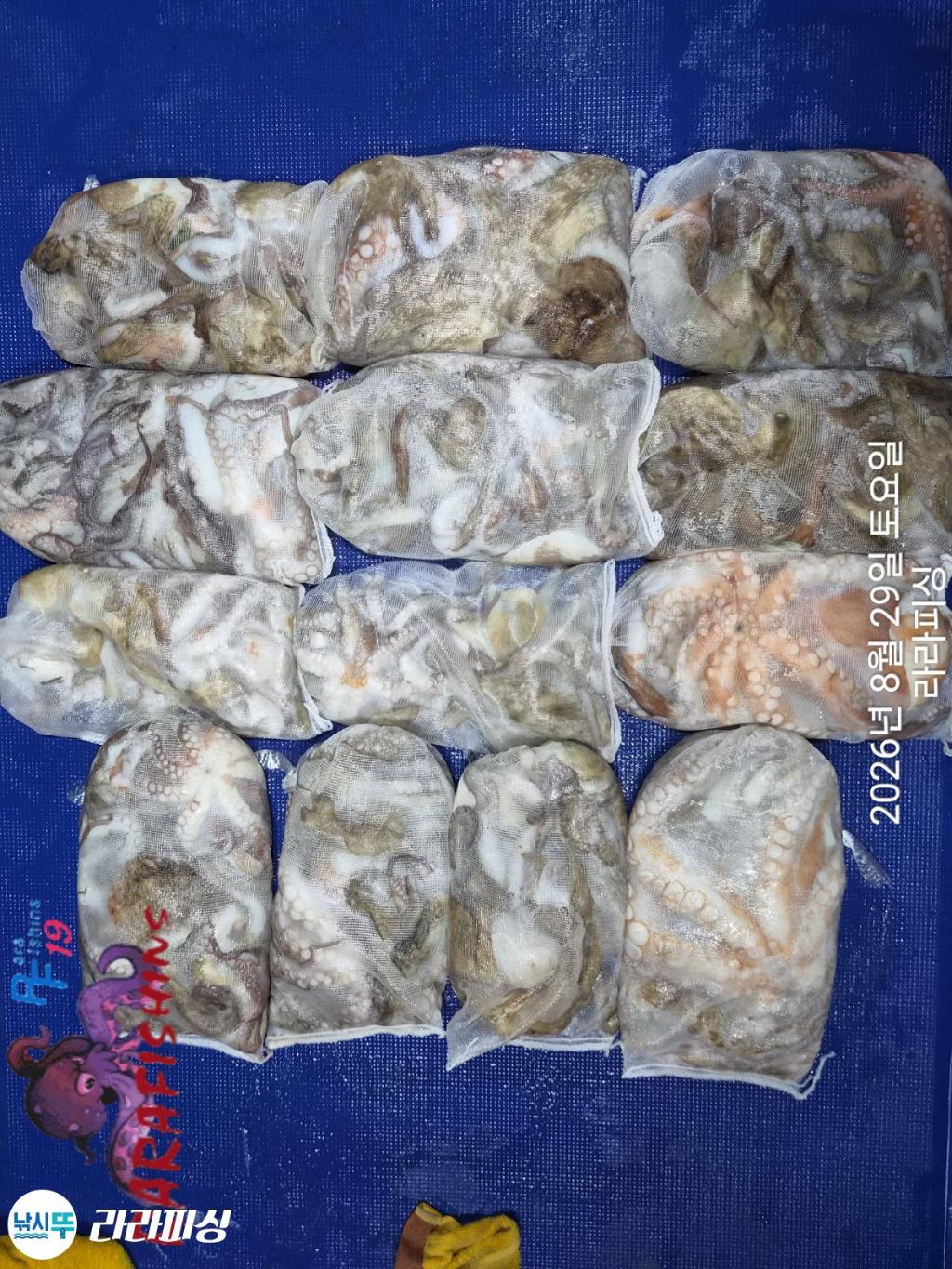 낚시뚜,돌문어,속천항(진해),라라피싱,낚시뚜0