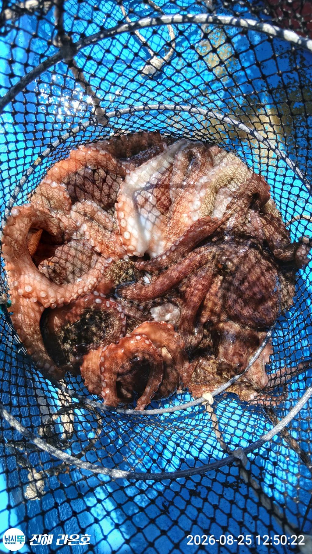 낚시뚜,농어,삼포항,진해 라온호,낚시뚜8
