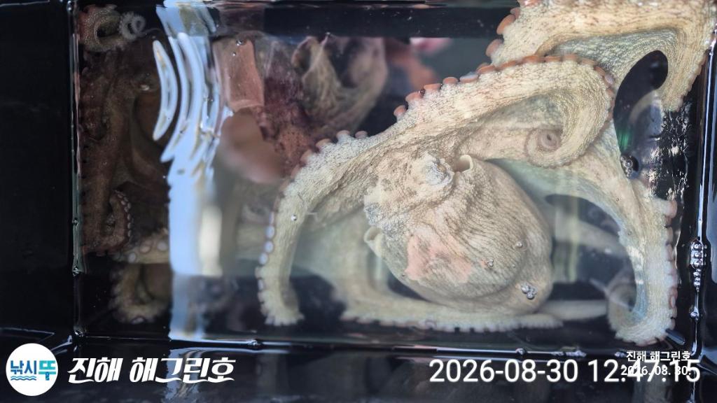 낚시뚜,돌문어,삼포항,진해 해그린호,낚시뚜17