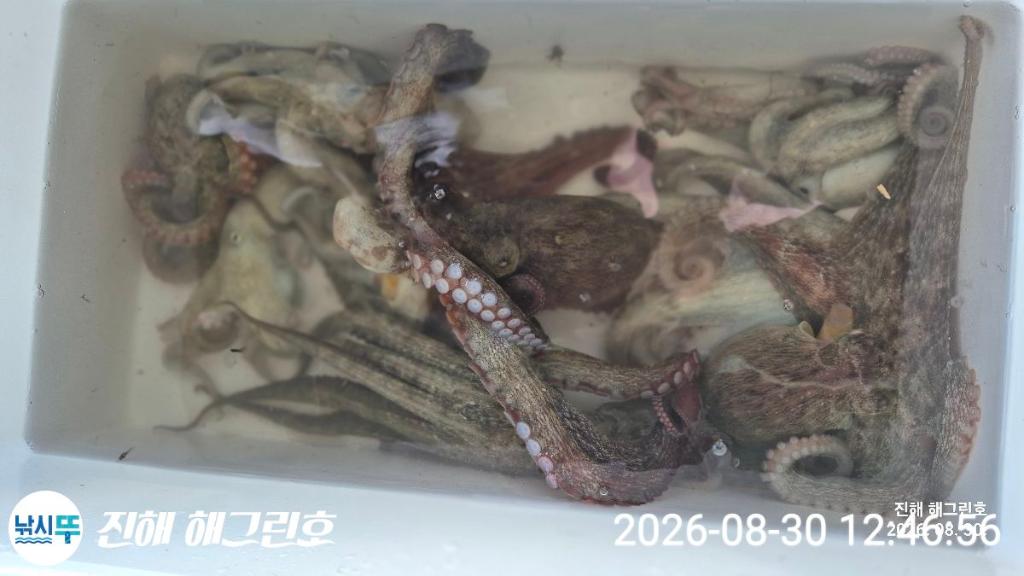 낚시뚜,돌문어,삼포항,진해 해그린호,낚시뚜16