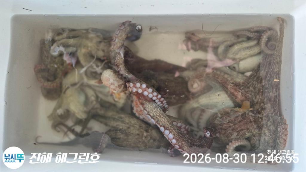 낚시뚜,돌문어,삼포항,진해 해그린호,낚시뚜15