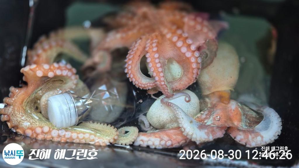 낚시뚜,돌문어,삼포항,진해 해그린호,낚시뚜14