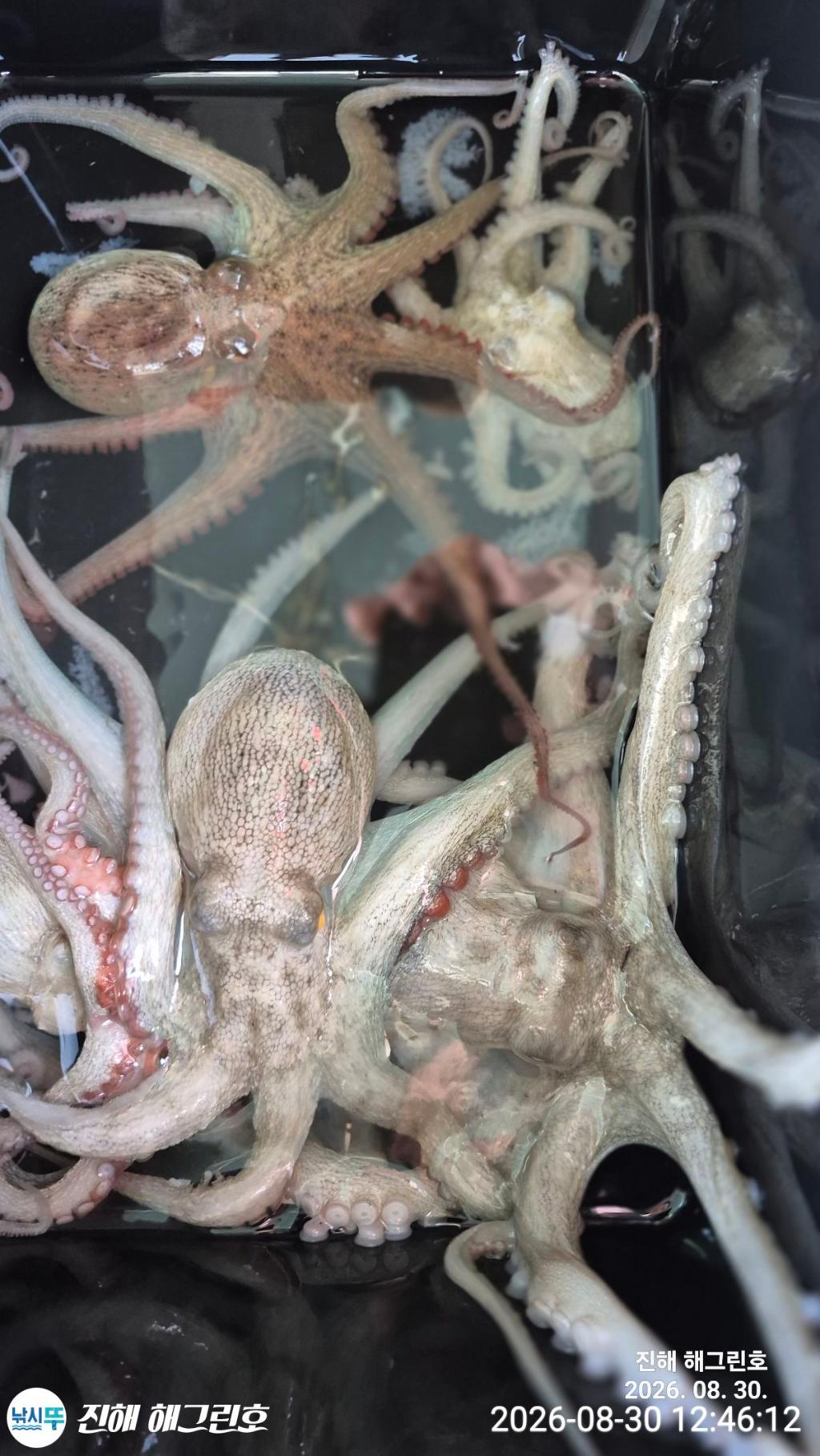 낚시뚜,돌문어,삼포항,진해 해그린호,낚시뚜13