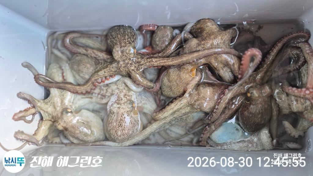 낚시뚜,돌문어,삼포항,진해 해그린호,낚시뚜12
