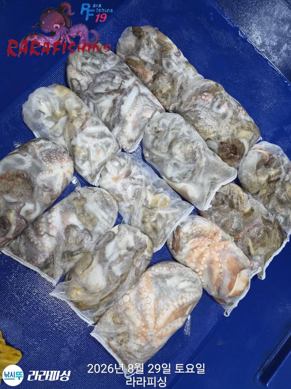 낚시뚜,돌문어,속천항(진해),라라피싱,낚시뚜16