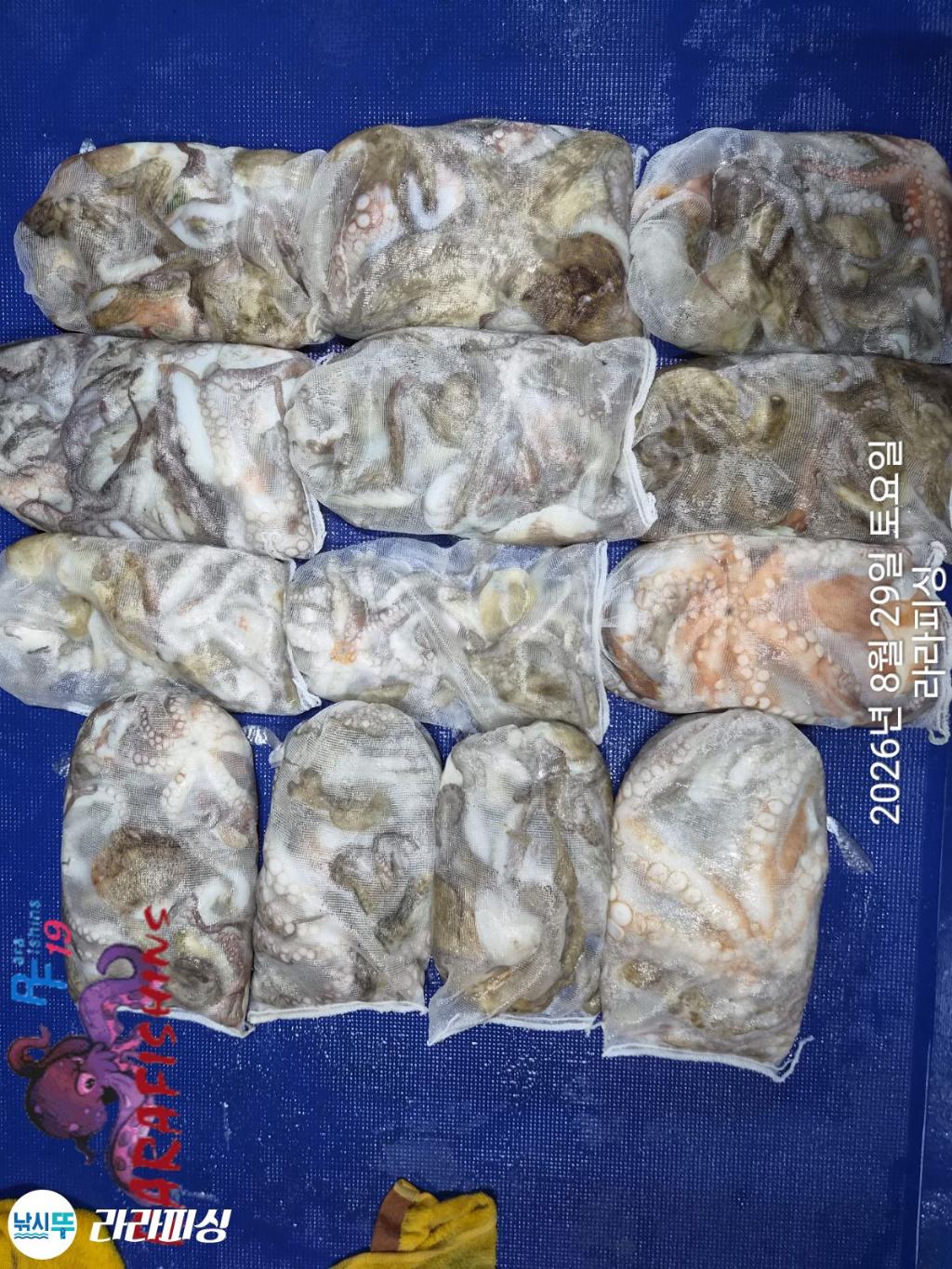 낚시뚜,돌문어,속천항(진해),라라피싱,낚시뚜1